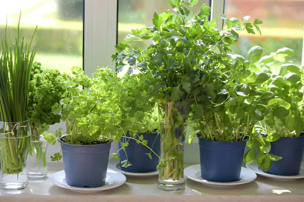 Potted basil, parsley, chives, and other fresh herbs growing on a sunny windowsill for small-space apartment homesteading.