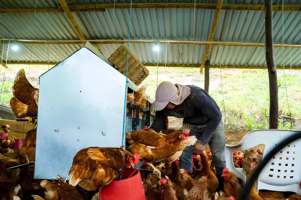 Poultry caretaker checking hens inside a covered chicken coop, illustrating a backyard chicken care service that can be offered without owning a large farm.