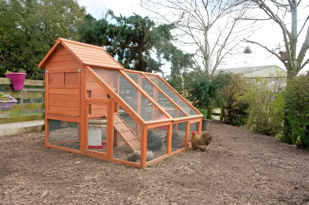 Wooden backyard chicken coop with an enclosed wire run and chickens, illustrating beginner homesteading skills for safely raising a small flock.