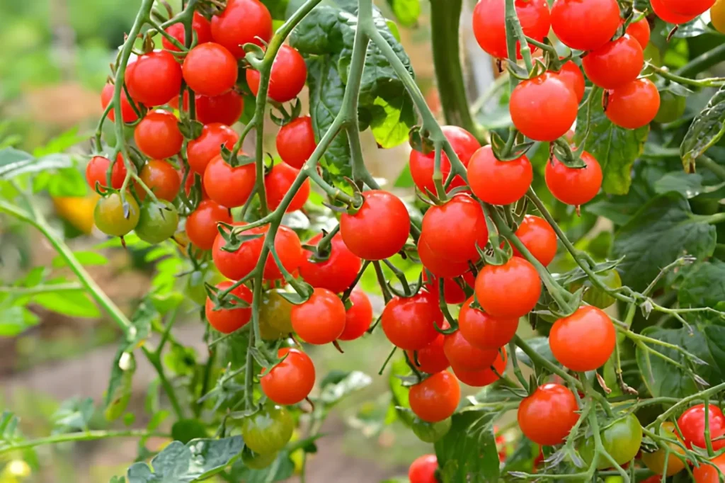 Clusters of ripe red cherry tomatoes growing on healthy vines in a beginner-friendly garden.