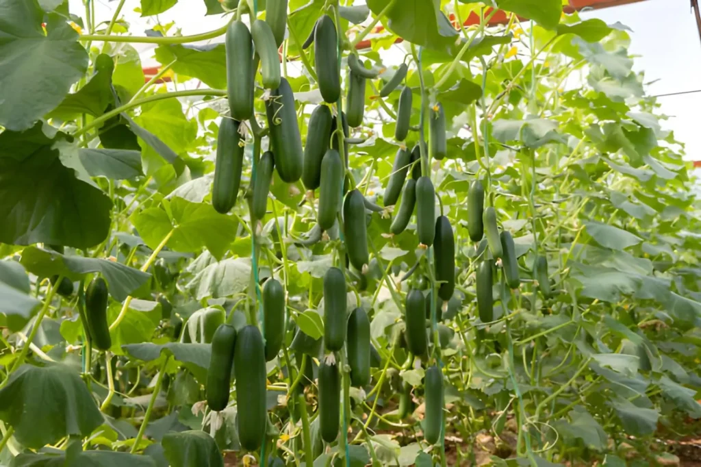 Productive cucumber vines growing vertically on a garden trellis in early summer.