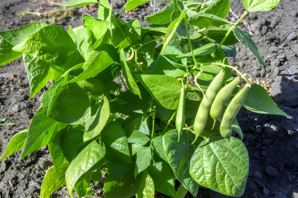 Healthy green bean plants producing fresh pods in a sunny summer vegetable garden.