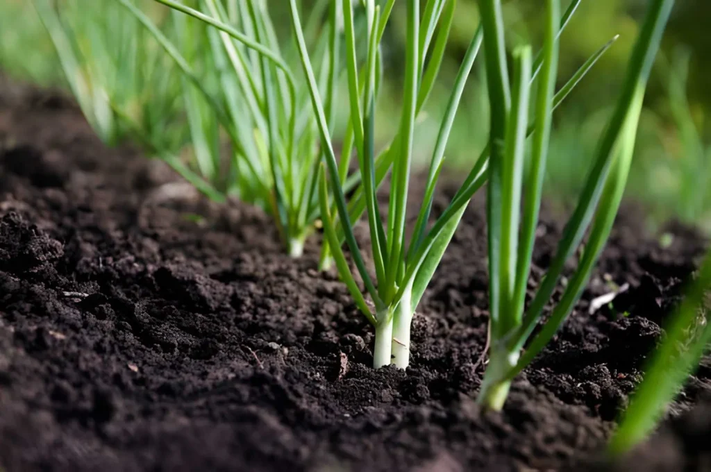 Young green onions growing in a neat row of dark garden soil for an easy beginner harvest.