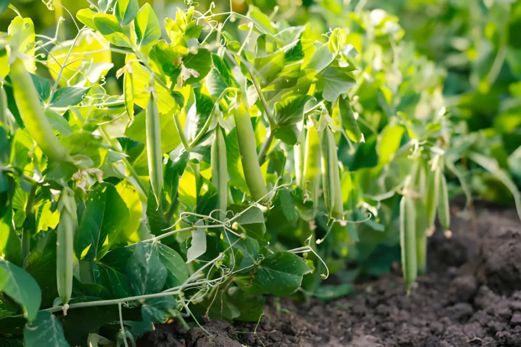 Green pea pods growing on healthy climbing vines in a sunny beginner vegetable garden.