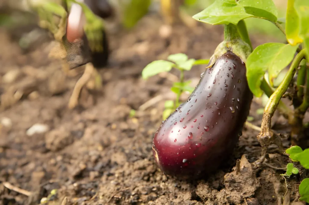 Glossy purple eggplants growing beneath broad green leaves in warm summer conditions.