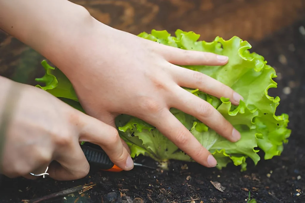 Hands harvesting a fresh head of green leaf lettuce from a beginner vegetable garden.