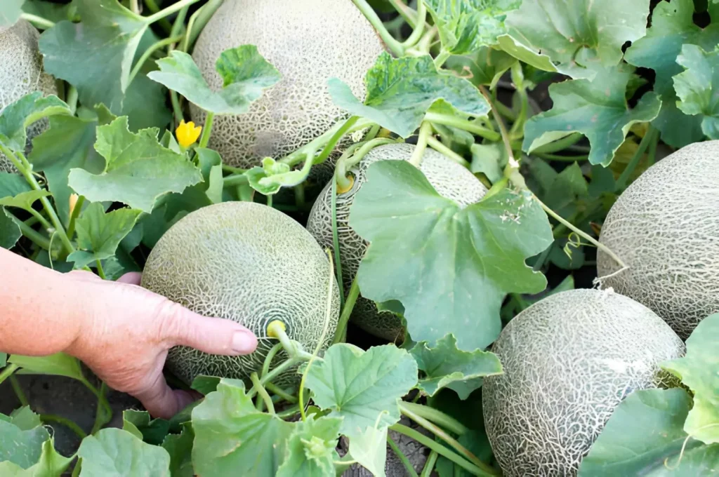Young melons developing on spreading vines in warm, sunny summer garden soil.