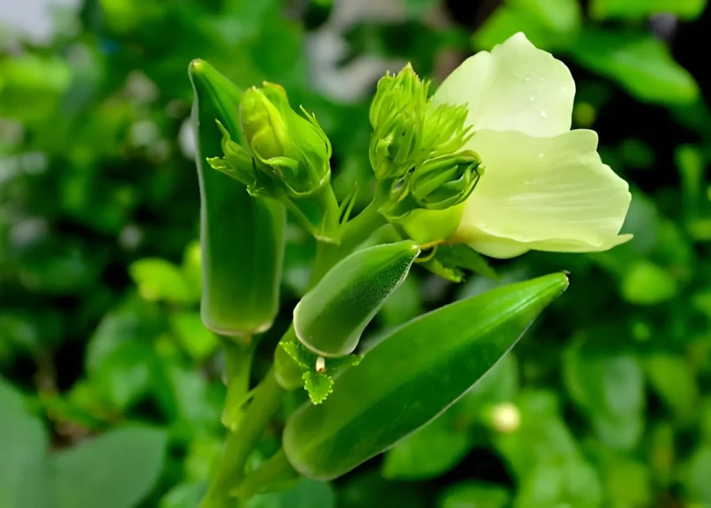 Tall okra plants producing green pods and pale flowers in warm summer weather.