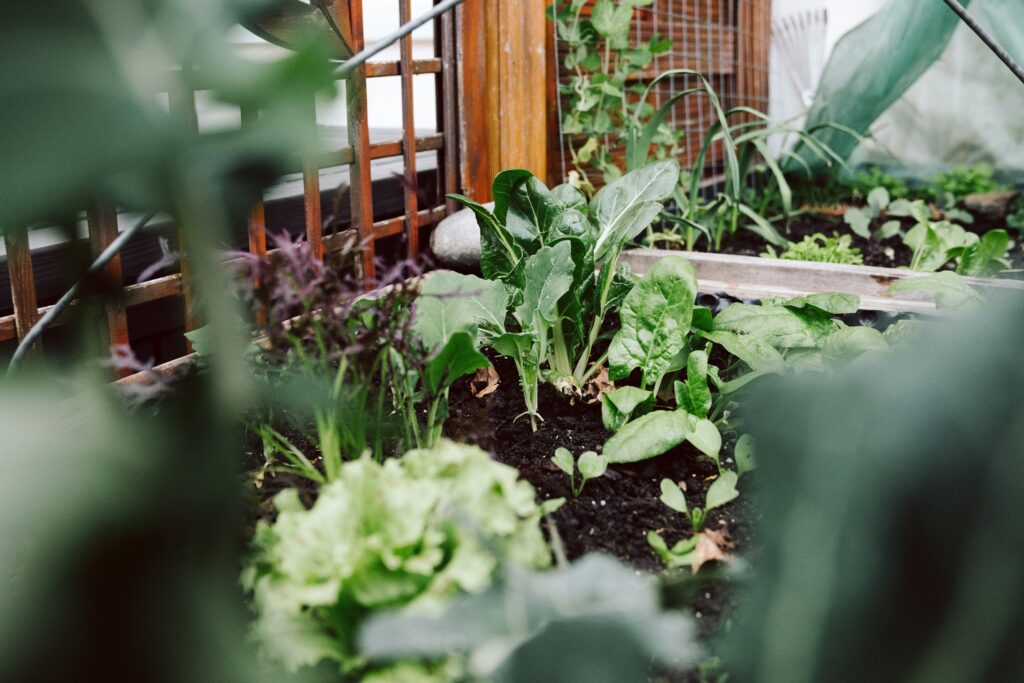 10 Easy Vegetables to Grow for Beginners