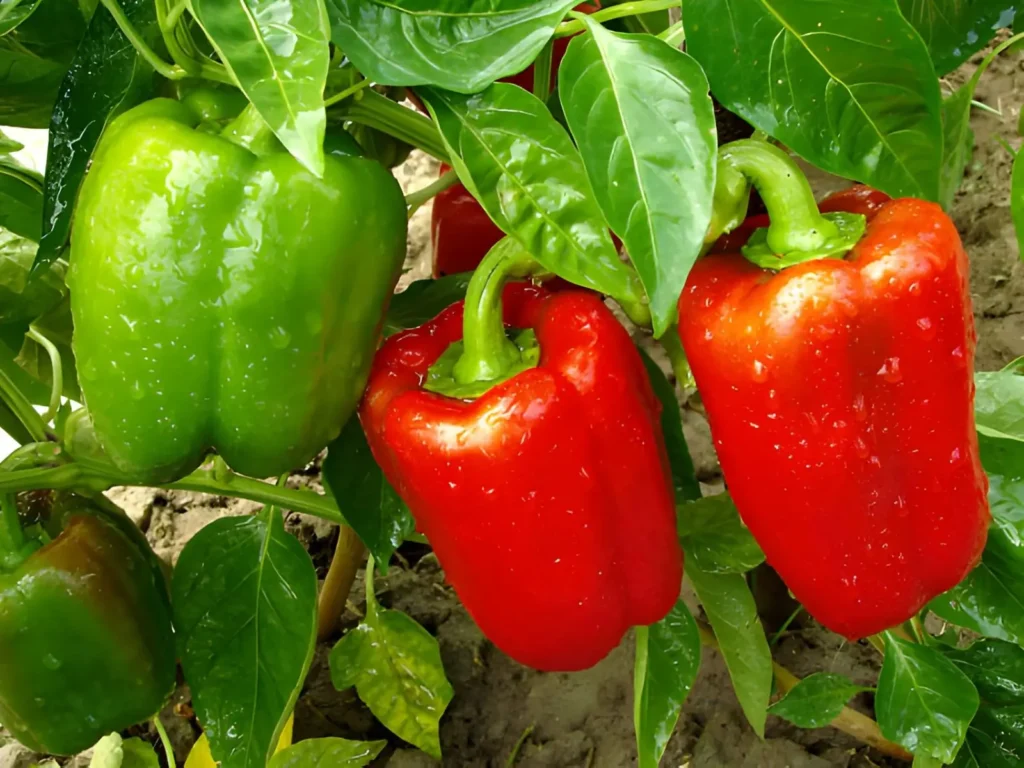 Colorful sweet peppers growing on healthy plants in a sunny summer vegetable garden.