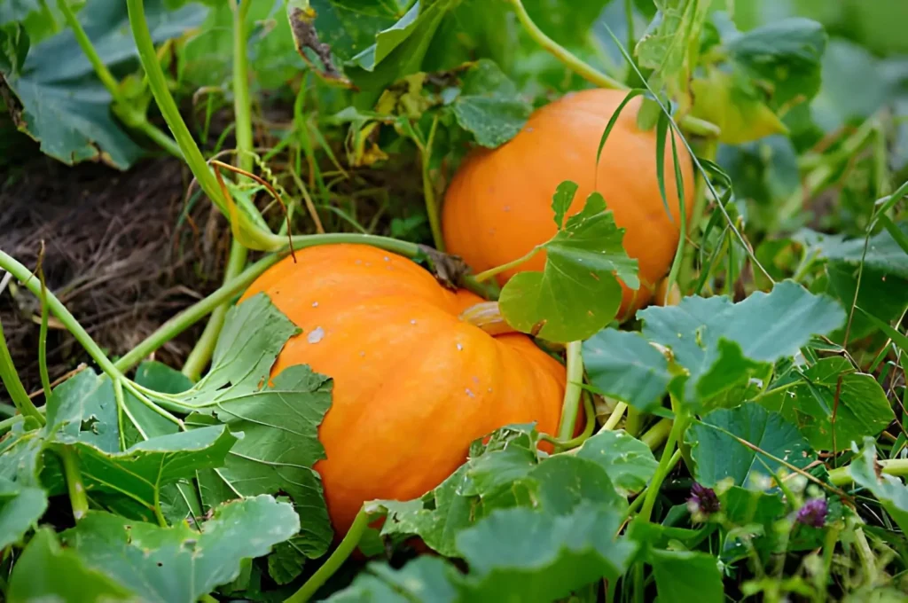 Young pumpkins developing among sprawling vines and large leaves in a summer garden.
