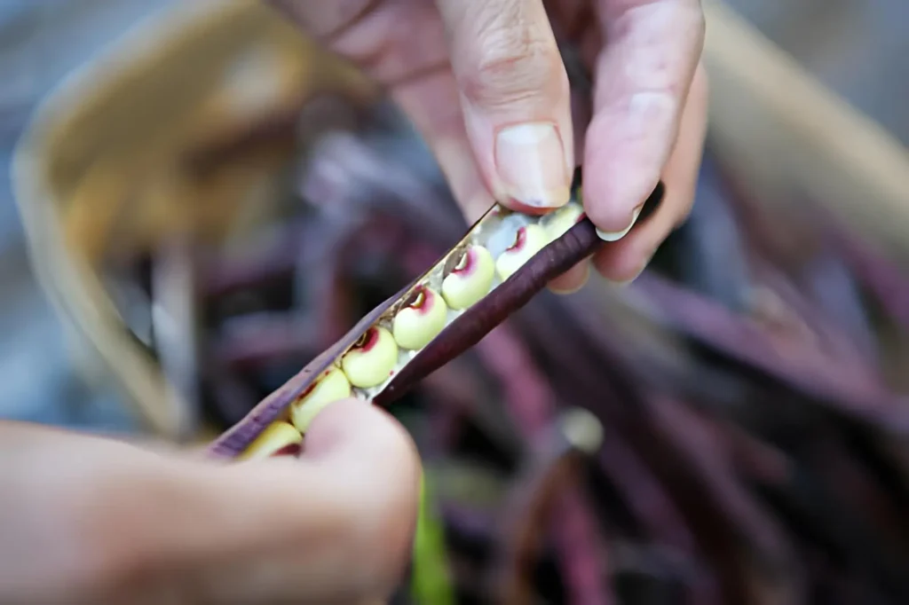 Southern pea plants with green pods growing in warm garden soil during summer.
