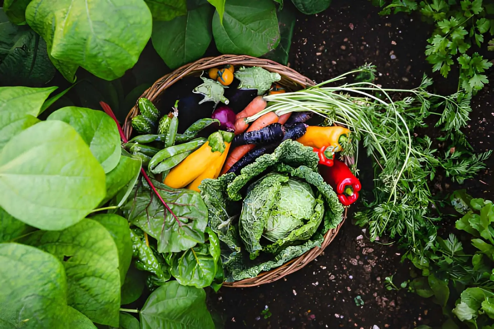 Beginner vegetable garden with lettuce, beans, tomatoes, cucumbers and other easy crops growing in raised beds and containers