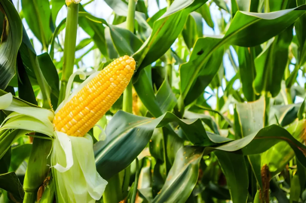 Rows of healthy sweet corn plants growing in a sunny backyard vegetable garden.