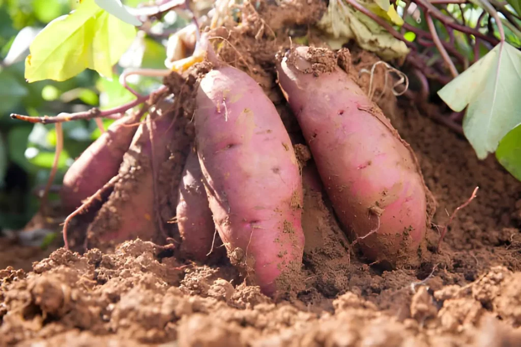 Vigorous sweet potato vines spreading across a warm raised garden bed.