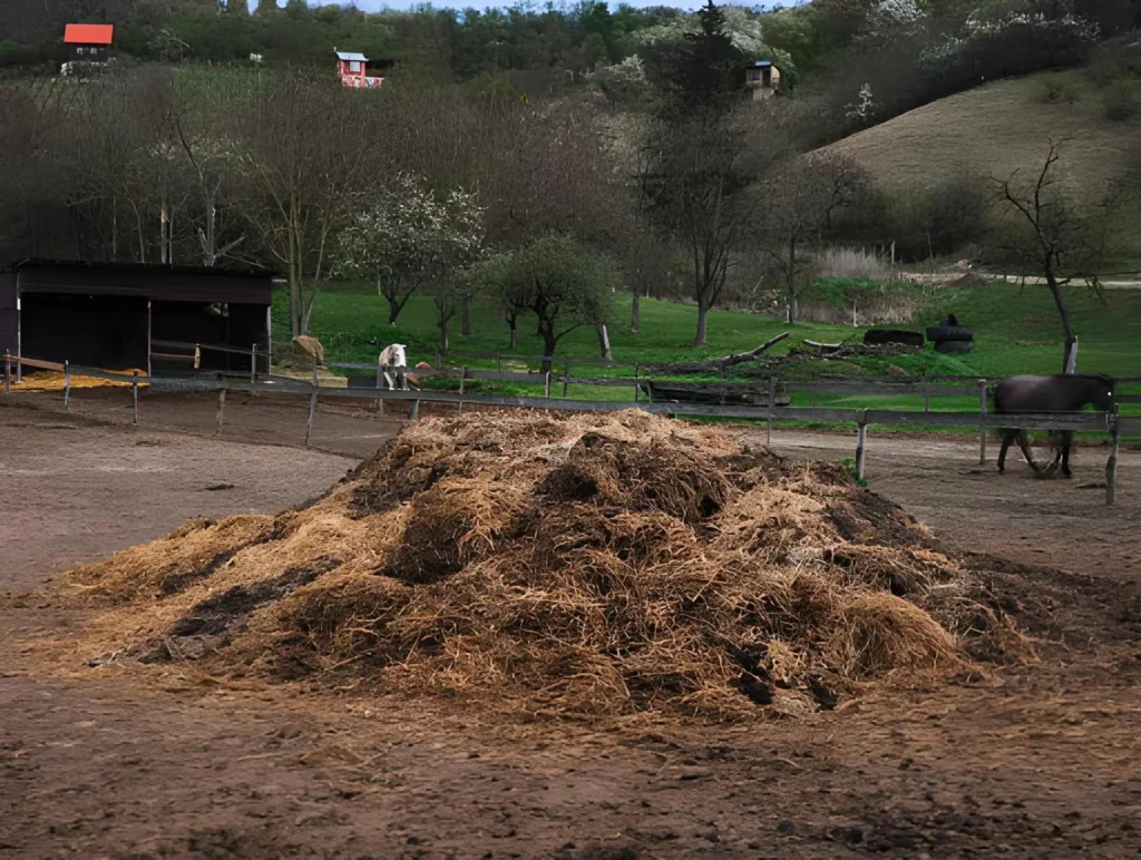 Large pile of aged livestock manure mixed with straw, showing manure as one of the traditional organic fertilizer types used to enrich garden soil.