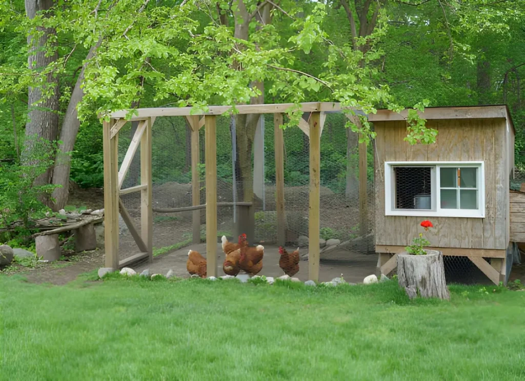 Backyard homesteading for beginners with a wooden chicken coop, secure enclosed run, and small flock of hens.