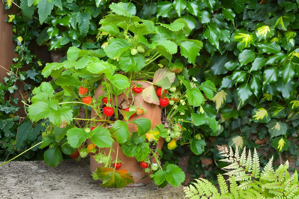 Backyard homesteading for beginners with ripe strawberries growing in a compact terracotta container.