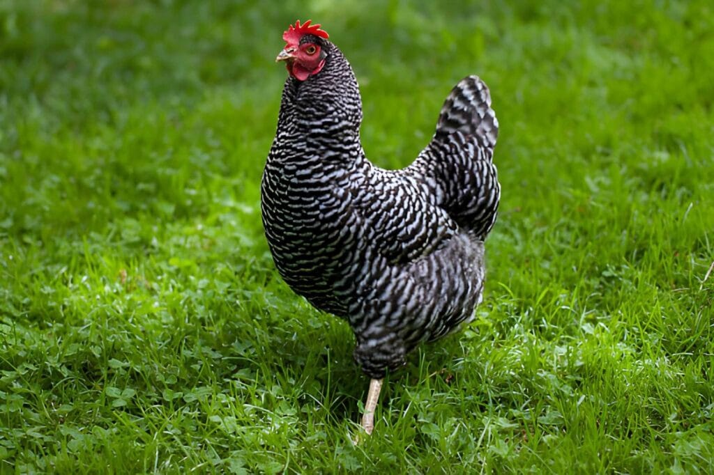 Barred Plymouth Rock hen standing in green backyard grass with black and white striped feathers, a red comb, and a beginner-friendly backyard chicken keeping setting.