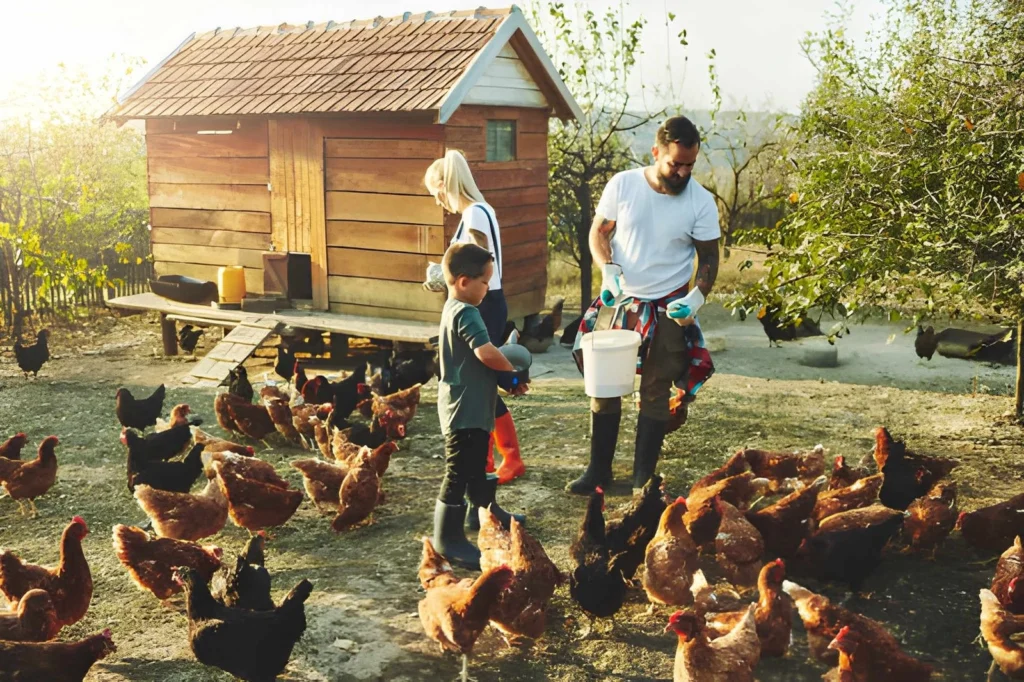 Backyard chicken keeping for beginners with hens, a wooden coop, and a family feeding chickens in a simple homestead setting.