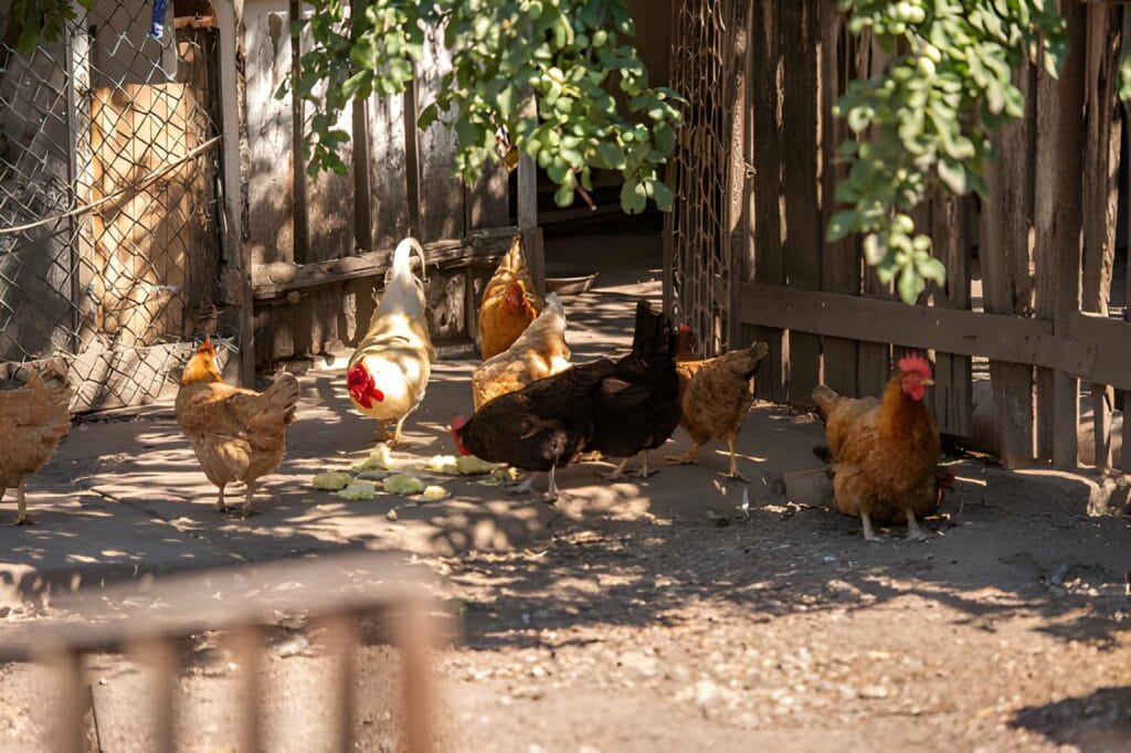 12 Friendly Egg Layers That Make The Best Chicken Breeds for Beginners