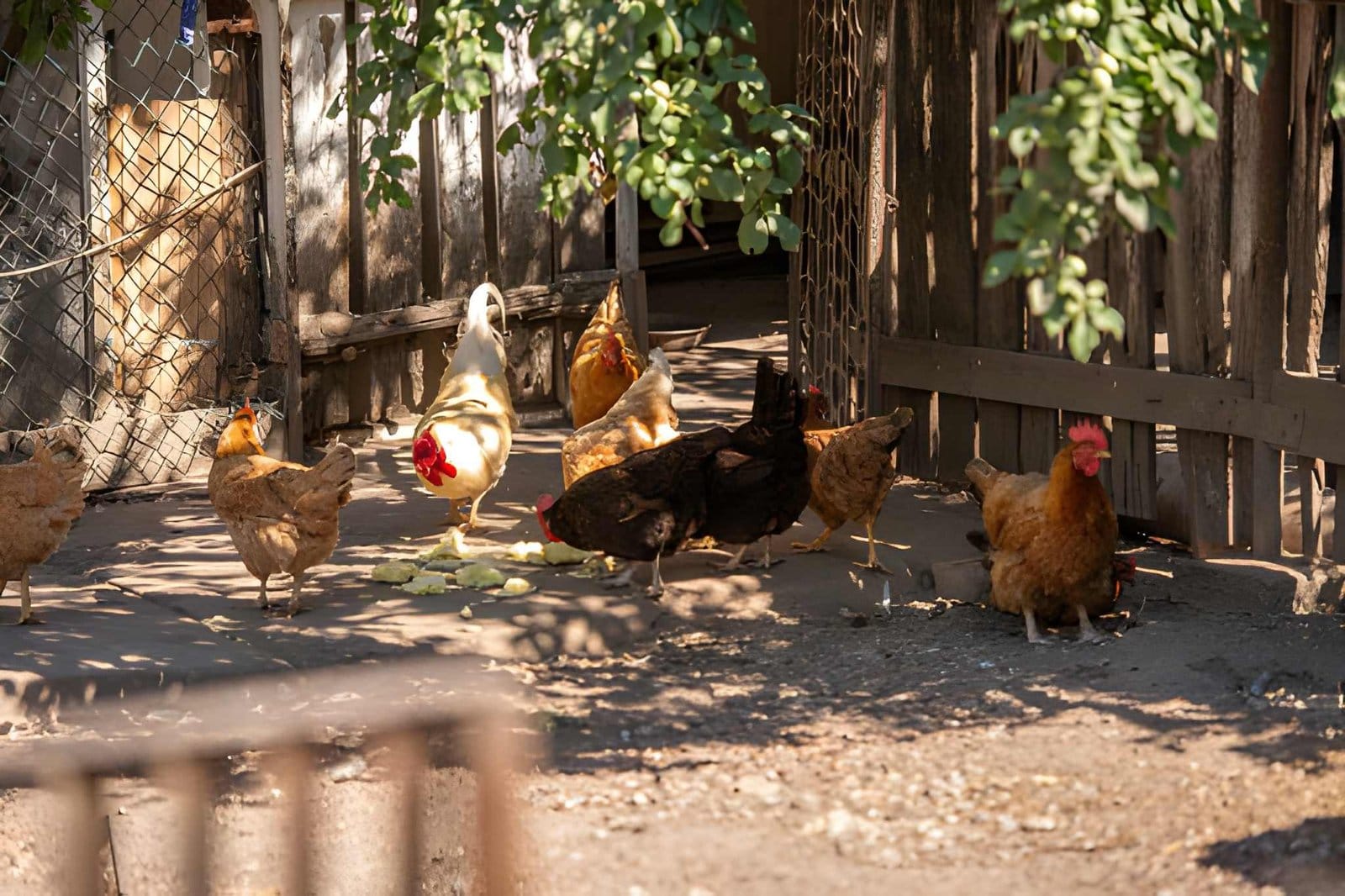 Friendly beginner chicken breeds in a clean backyard coop with fresh eggs, straw bedding, and a warm homestead setting.