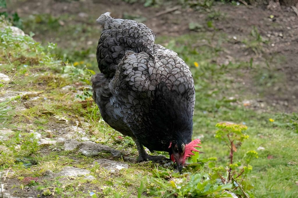 Black Australorp-style hen foraging in a grassy backyard area with dark glossy feathers, a red comb, and a natural beginner-friendly chicken keeping setting.