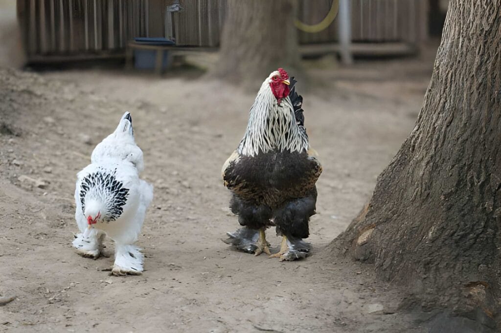 Two Brahma chickens with feathered feet walking in a backyard chicken run near a tree, showing one light-colored hen and one dark Brahma-style chicken in a natural outdoor setting.