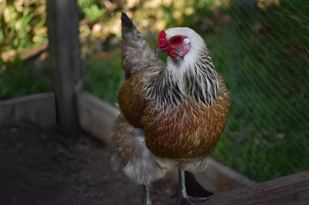 Brown and white backyard hen standing inside a chicken run with wire fencing and soft natural light, suitable for a beginner-friendly backyard chicken keeping guide.