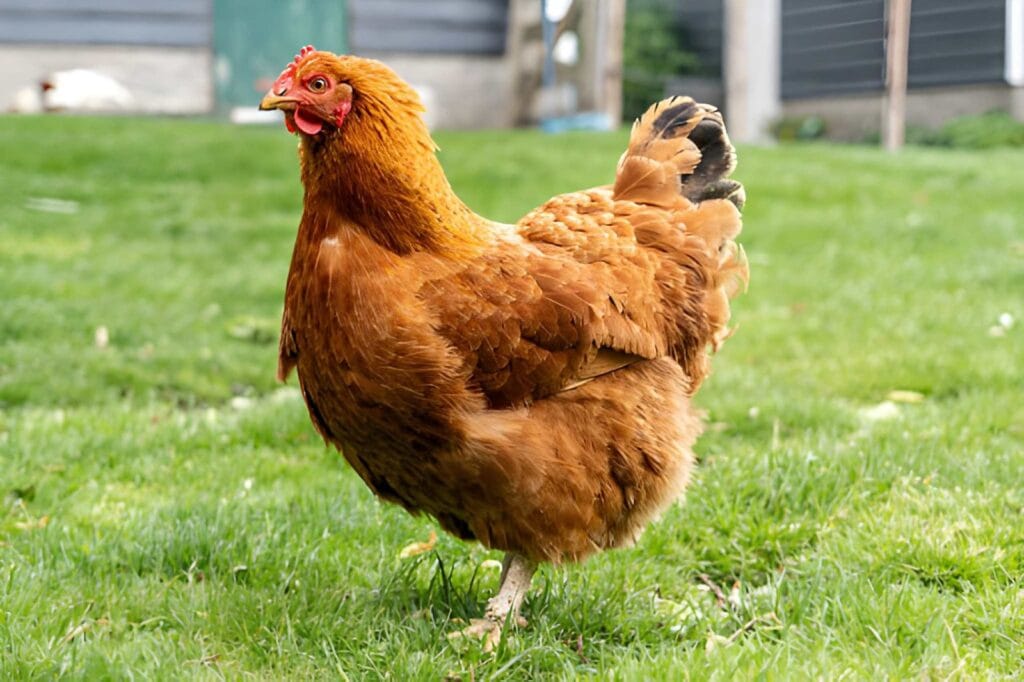 Buff Orpington hen standing in green backyard grass with golden feathers, a red comb, and a calm beginner-friendly backyard chicken keeping setting.