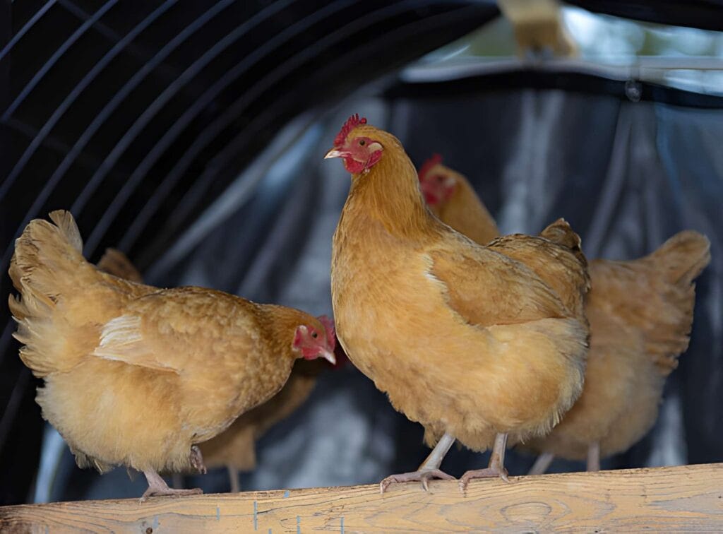 Buff Orpington hens standing on a wooden roost inside a chicken coop, showing golden feathers and a calm beginner-friendly backyard chicken breed.