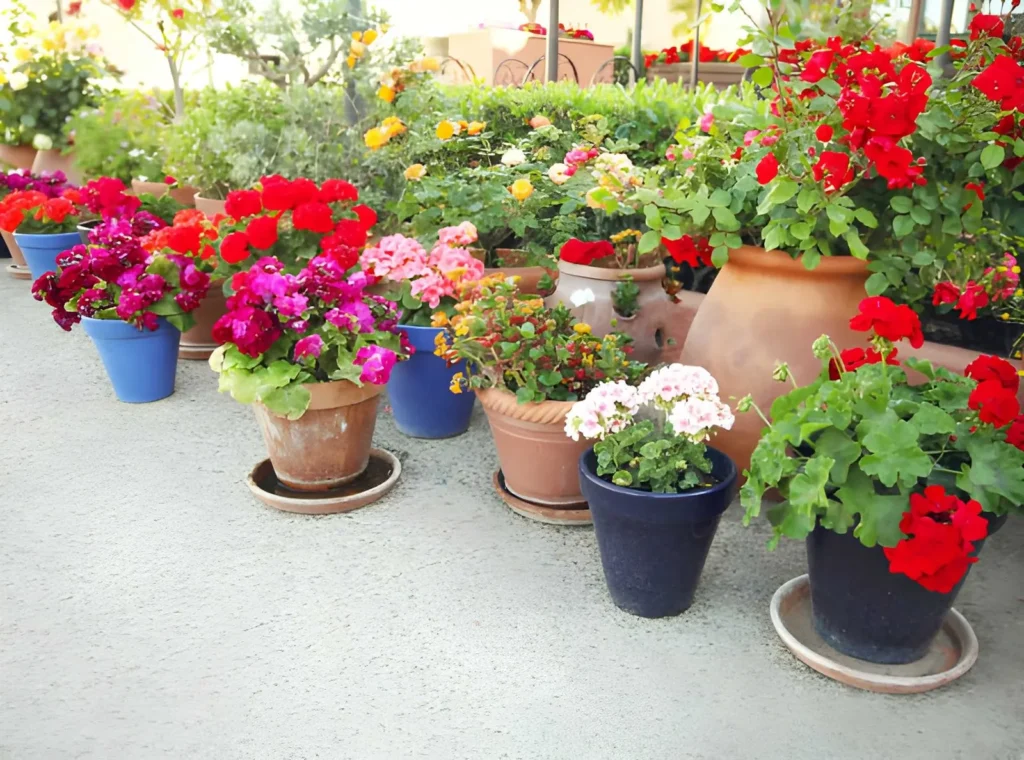 Colorful flowering plants arranged in pots and large containers, illustrating container garden types for patios and small outdoor spaces.