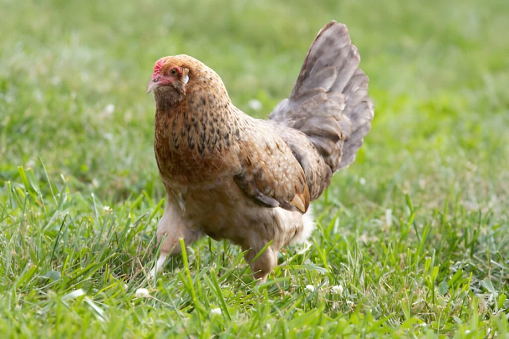 Easter Egger-style hen standing in green backyard grass with soft tan and gray feathers, a small red comb, and a beginner-friendly backyard chicken keeping setting.