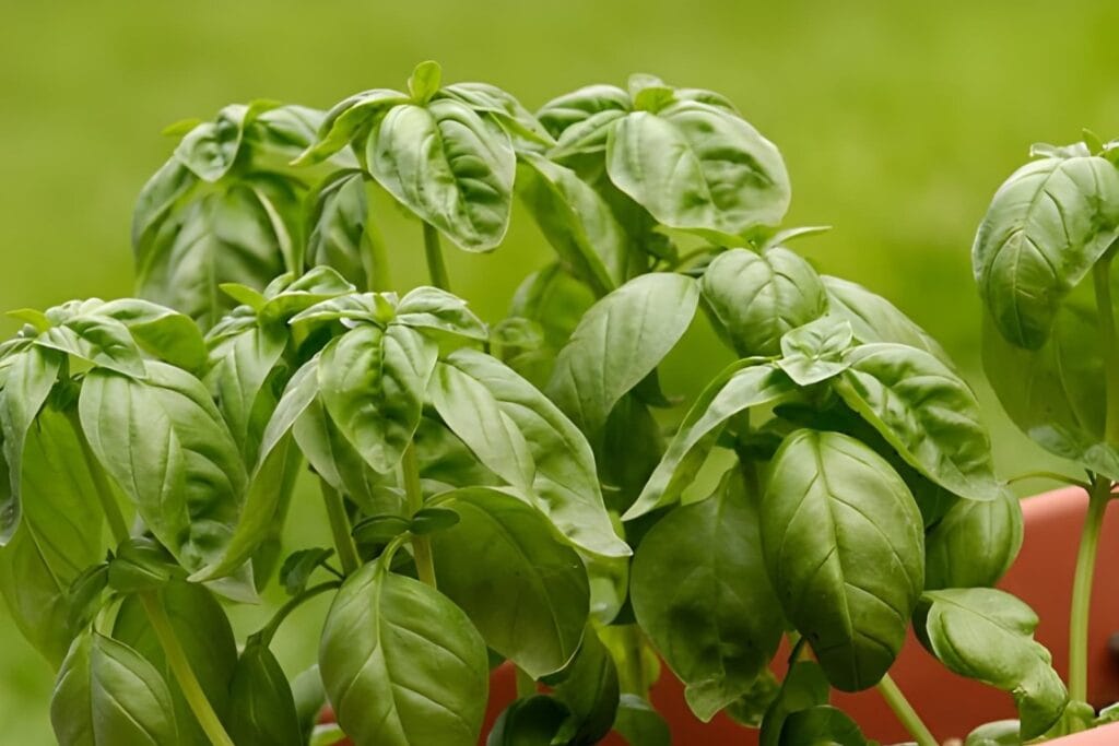 How to Grow Basil for Beginners: Easy Fresh Herb Guide