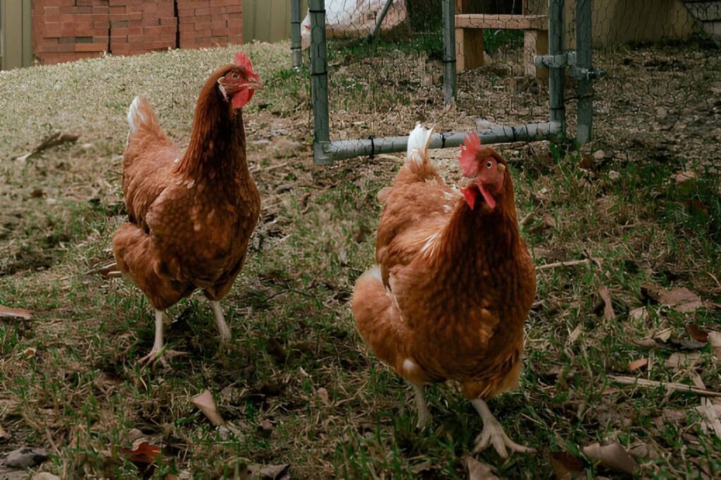 Two isa brown hens walking in a backyard chicken run with reddish-brown feathers, red combs, grass, leaves, and a simple outdoor coop area.
