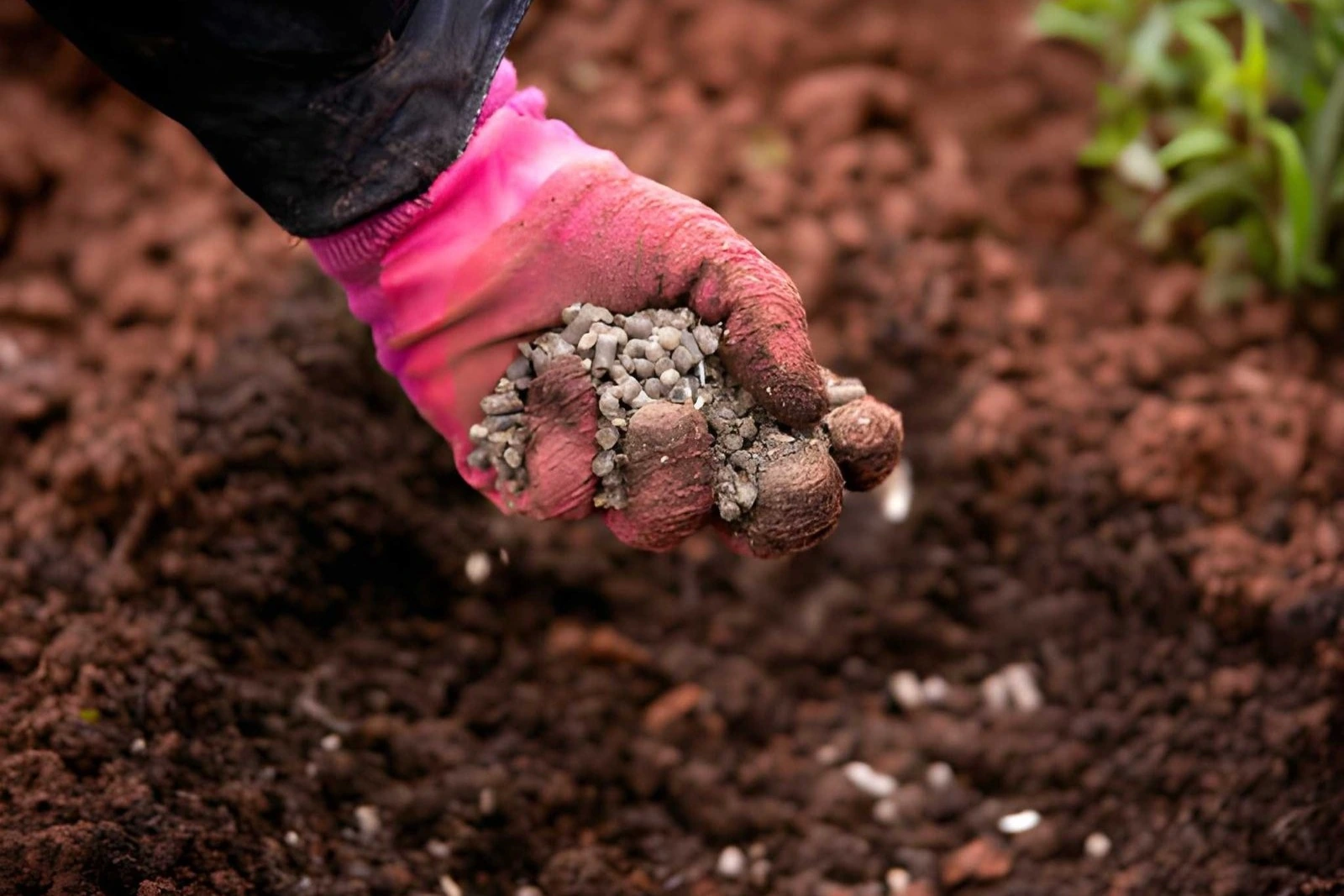 Gardener holding granular organic fertilizer above rich garden soil, illustrating different organic fertilizer types for healthier plant growth.
