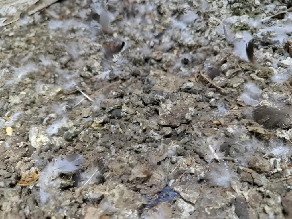 Close-up of poultry manure mixed with feathers, showing one of the animal-based organic fertilizer types used to enrich garden soil.