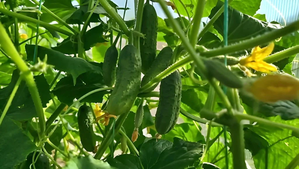Seed saving for beginners with mature cucumbers growing on a healthy garden vine