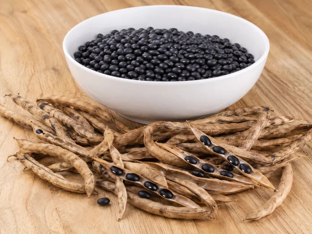 Seed saving for beginners showing dried bean pods, opened pods, and collected black bean seeds