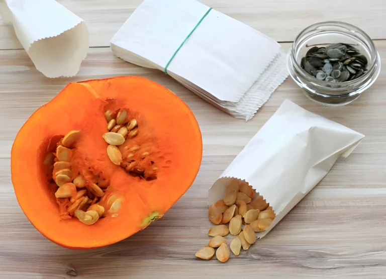 Seed saving for beginners with pumpkin seeds prepared for drying and storage in paper envelopes.