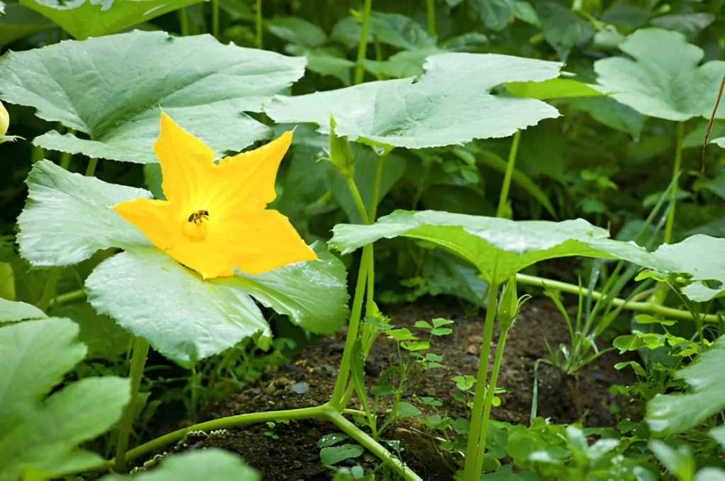 Seed saving for beginners starts with identifying a mature squash plant and understanding how its flowers are pollinated.