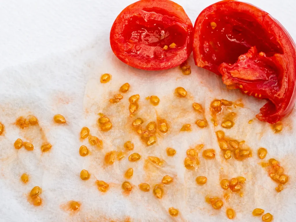 Seed saving for beginners showing tomato seeds collected from a ripe tomato and spread on paper