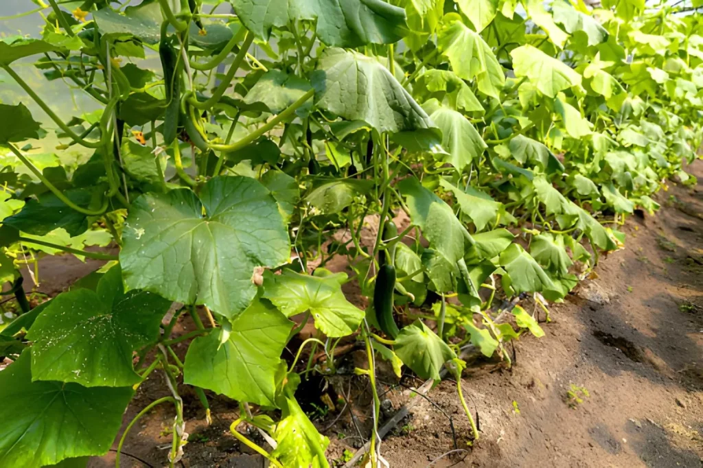 Cucumber vines growing vertically on a garden trellis to save space and increase productivity in a small backyard garden.