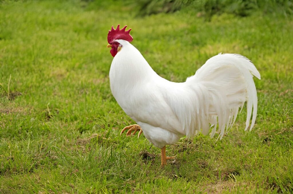 White Leghorn-style rooster walking through green backyard grass with bright white feathers, a red comb, and a natural free-ranging chicken keeping setting.