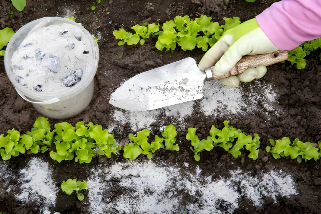 Gardener applying wood ash around young lettuce plants, showing one of the mineral-rich organic fertilizer types used to amend garden soil.